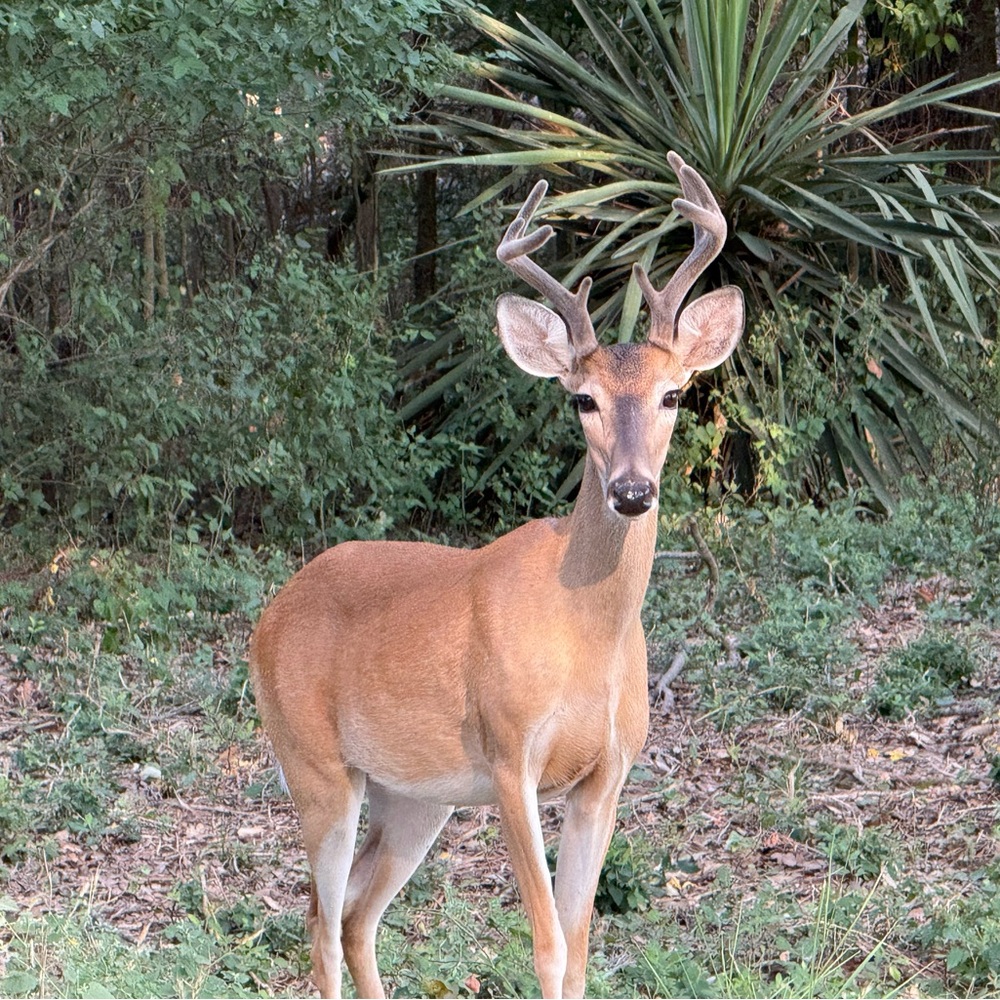 Meet your Posher, Lee